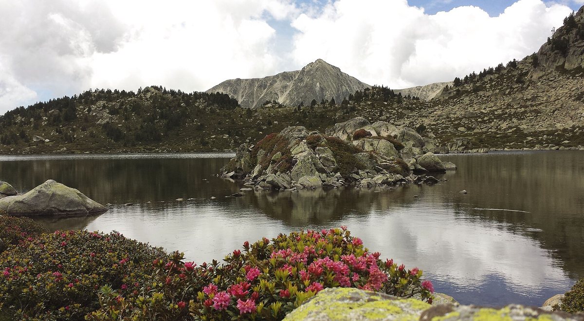 The Montmalús lakes, with alpenrose in bloom on the shore